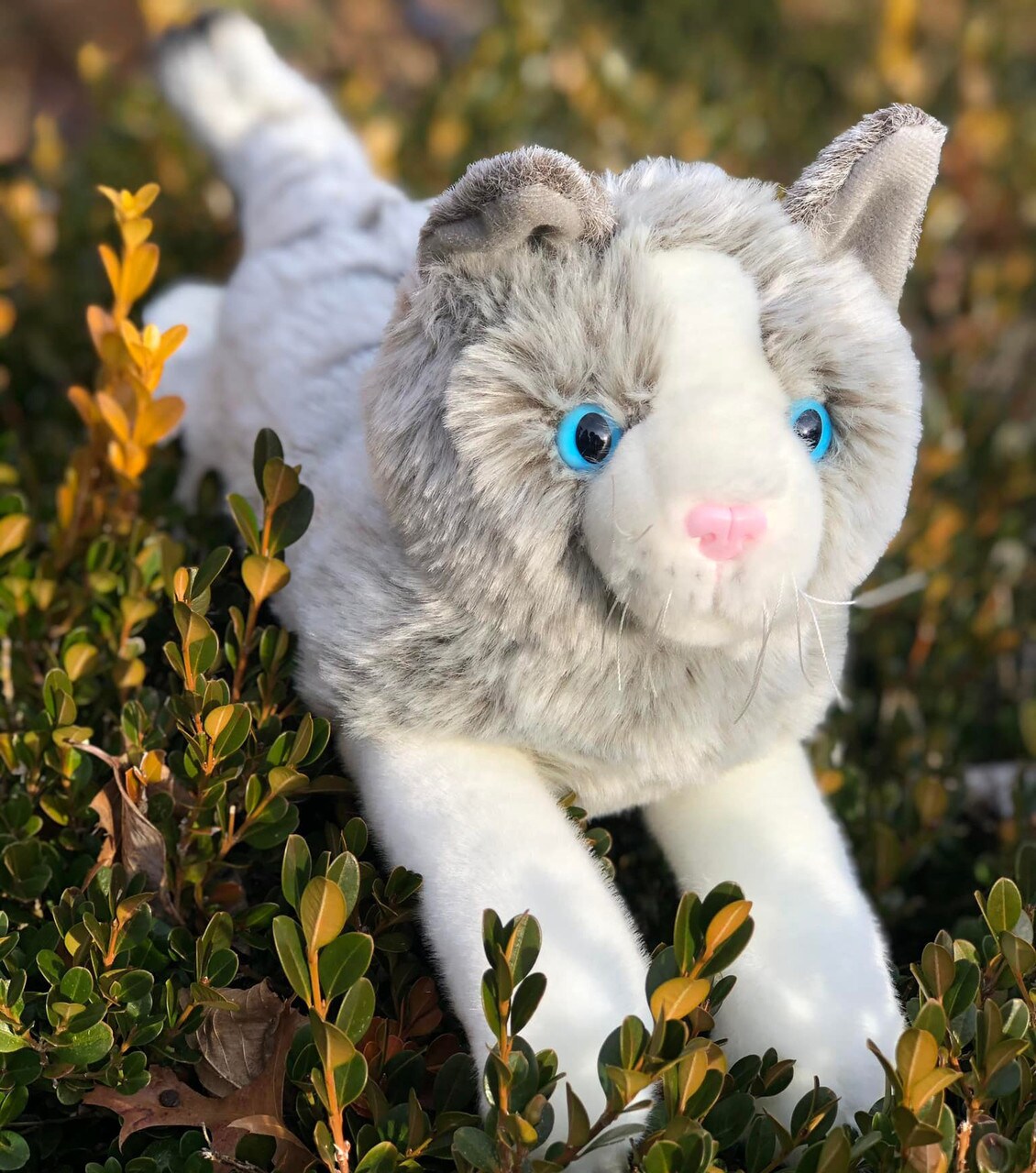 Floppy Tabby Grey Cat: Your Cuddly Companion with Bright Blue Eyes